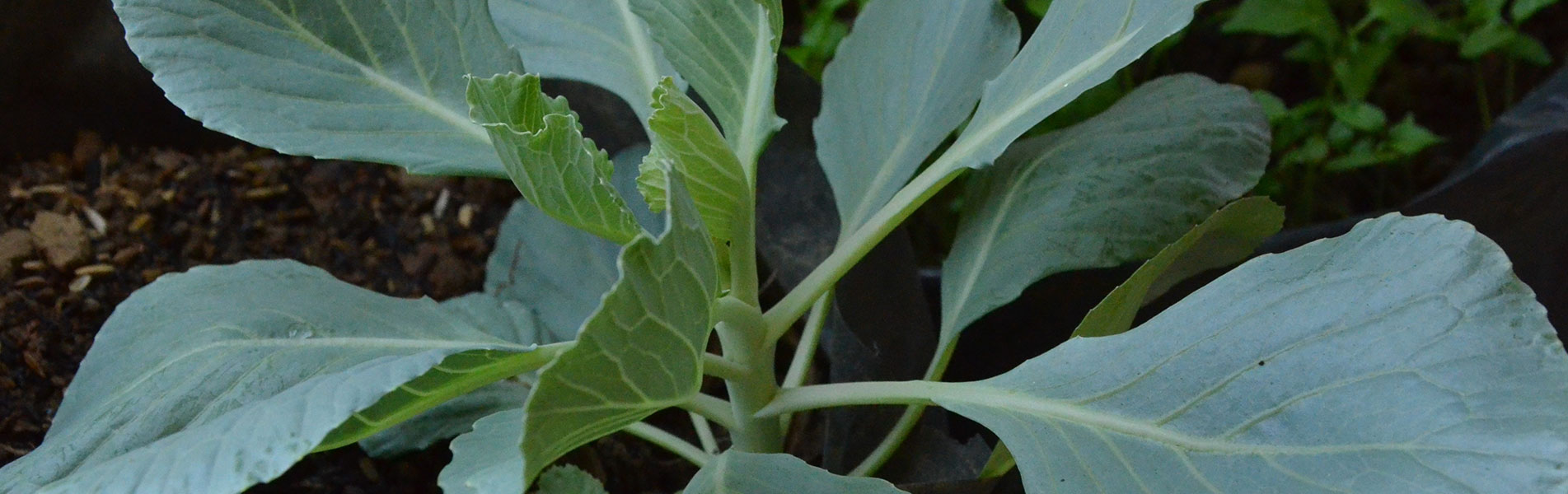Growing broccoli in home gardens