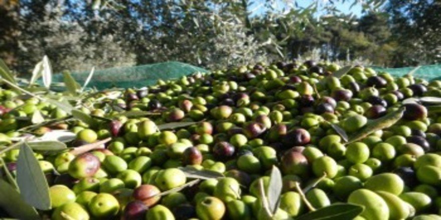 Olio del Sannio